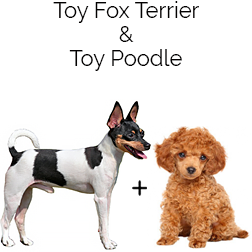 Toy Foodle Dog